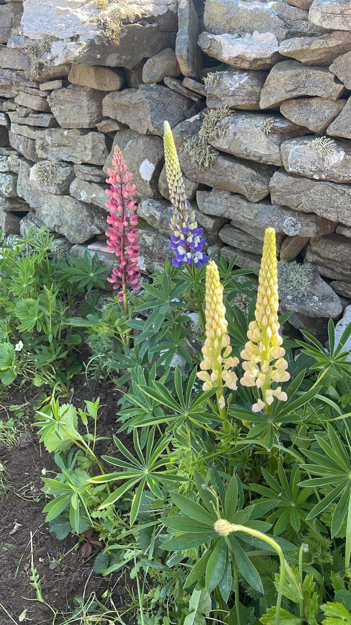 The View Bed & Breakfast Lahinch Exterior foto